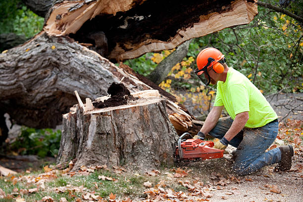 Best Residential Tree Removal  in Melissa, TX